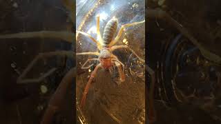 Camel Spider