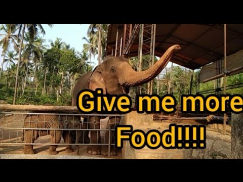 Hungry Elephant Asking for Food