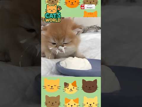 FUNNY Cat Videos That Will Make You Laugh!