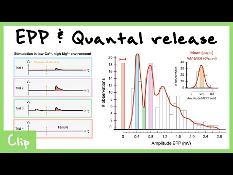 Endplate Potentials (EPPs) And Quantal Release Explained (Bernard Katz Experiments) | Clip