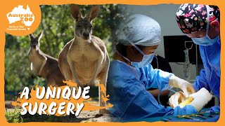 Emergency situation for one of our kangaroos | Australia Zoo Life