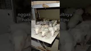 rat dinner atmosphere #rat #rattusnorvegicus #mice #mouse #mousefarm #farm #shorts