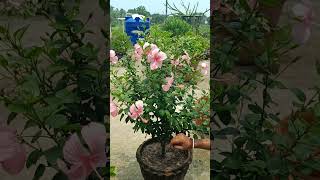 বর্ষাকালে জবা গাছের পরিচর্যা #গাছেরপরিচর্যা #জবাগাছ #জবাফুল