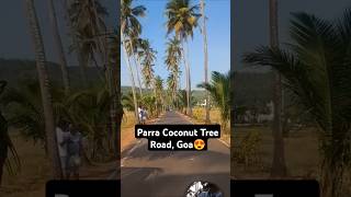 Parra Coconut Tree Road, Goa😍 #parraroad #goa #shorts