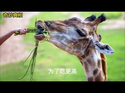 史上最大骗局，达尔文进化论