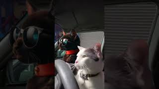 cat driving parking #catlovers #snickers #catdriving #drivingcat #park #cat #ytshorts #ytviral