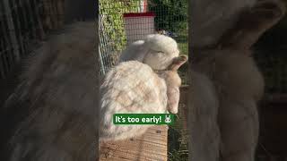 Brother Bunnies 🐇😊 #farmfriends #farm #pets #rabbits #bunny #bunnies #cute #brother #funny