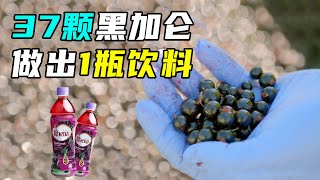 参观英国最大饮料工厂，37颗黑加仑，就能做出一瓶饮料