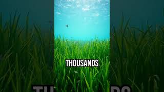 Discover the hidden heroes of the sea! #Seagrass #MarineLife #History