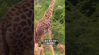 獅子群獵殺長頸鹿｜野地的貓科｜動物星球頻道