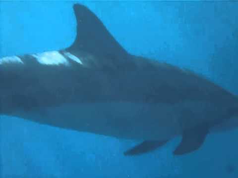 Swimming with Dolphins