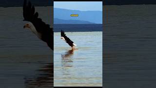 Nature’s drone: The Bald Eagle #animals #shortsfeed #shorts #facts #wildlifeheroes #facts #baldeagle