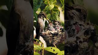 birds #trending #naturestories #birds #naturesworld