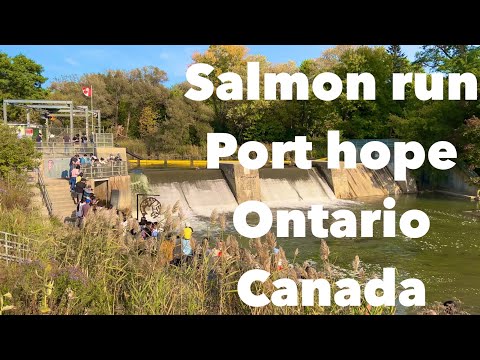 SALMON RUN in PORT HOPE ONTARIO CANADA 🇨🇦 #salmon