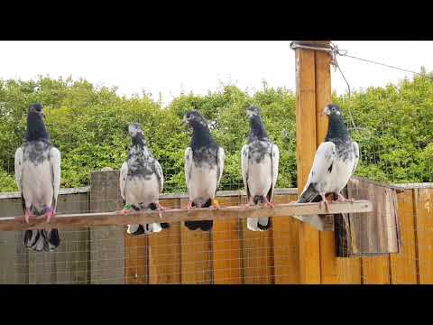 Teddy pigeons uk