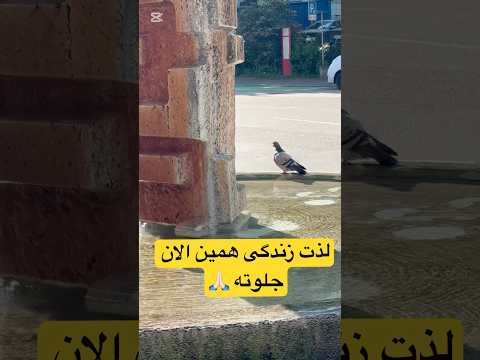 قدرشو بدون! همونی که میدونی رو میگم! باهام توی کامنت صحبت کن رفیق. #shorts