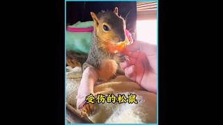 小哥砍树导致松鼠受伤，将它带回家照顾，恢复的它摘松果感谢小哥 #animals #万物皆有灵 #松鼠
