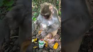 AWW MONKEY | Monkey is asleep | MONKEY FUN EVERY DAY