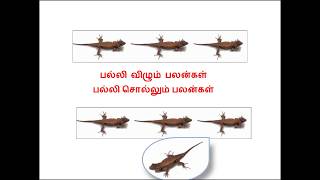 A Traditional Surukupai "(lizard)" palli vizhum_palli sollum pallan|Ancient|Astrology(in tamil)