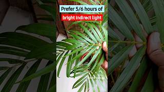 3 Essential Areca Palm Care Tips