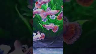 #Shorts_Reels_Beautiful_Pink_Magenta_Guppy_Fishs! #sbd #foryou #view #fish #aquarium #ai #cute #koi