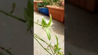 spider plant flowers and buds #outdoorplants #indoorplants #flowers #nature #lowmaintenanceplants