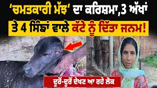 ਚਮਤਕਾਰੀ ਮੱਝ ਦਾ ਕਰਿਸ਼ਮਾ,ਤਿੰਨ ਅੱਖਾਂ ਤੇ ਚਾਰ ਸਿੰਙਾਂ ਵਾਲੇ ਕੱਟੇ ਨੂੰ ਦਿੱਤਾ Birth,ਦੂਰੋਂ-ਦੂਰੋਂ ਦੇਖਣ ਆ ਰਹੇ ਲੋਕ