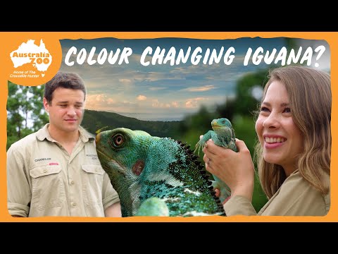 Sorry Chandler, I think Bindi is the favourite | Australia Zoo Life