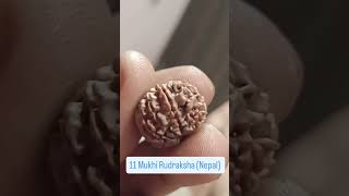 11 MUKHI RUDRAKSHA (NEPAL) high altitude rudraksha tree bead 🏔️💎📿 #rudraksha