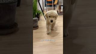 우디의 왕국
