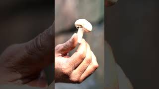 Banana Leaf Fish Fry in a Waterfall Forest! 🌿🔥 | Venky’s Kitchen#venkykitchen #food