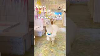 #alpaca #cafe #petcafe #johor #johorfoodie #johorbahru #foodie #myfoodie #klfoodie #dessert #fyp
