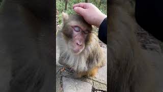 LOOK HIM.....| He Sad Today | Aww monkey