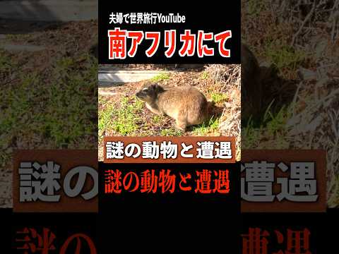 【南アフリカにて】謎の野生動物と遭遇🐻なにこれ！？ #野生動物 #かわいい #南アフリカ #世界一周 #海外旅行