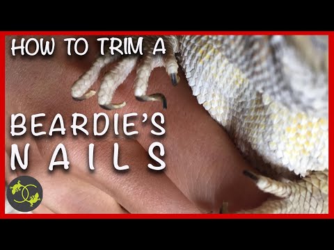 How to Trim a Beardies Nails - Cutting your Bearded Dragons Nails - Cookies Critters - 2020