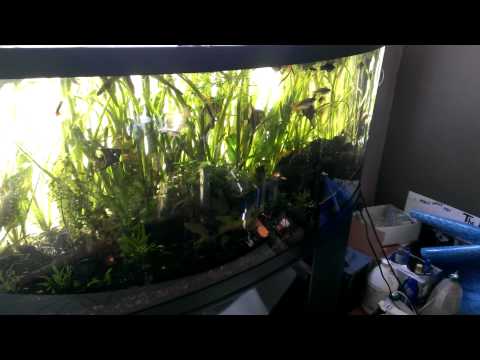 Angelfish, rainbows, guppies, Platy fish and more