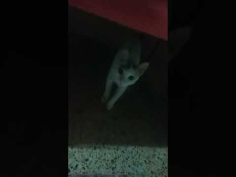 my cat's mood 😼 #catshorts #funny #fight