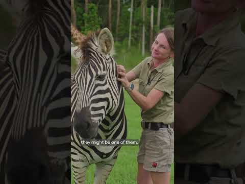 Have some fun with our Zebra - full video @australiazoo