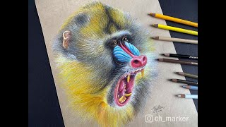 山魈油性色鉛筆描繪