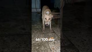 Help mee #trending #shorts #viralvideo #tending #grebek #trendingvideo