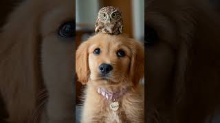 Curious puppy fascinated by owl song
