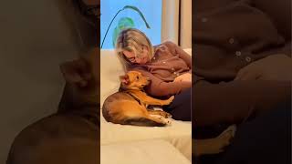 dogs being adorable #funny #pets #funnypets #petvideos #funnydog #cutegolden #lovegolden funnyanimal