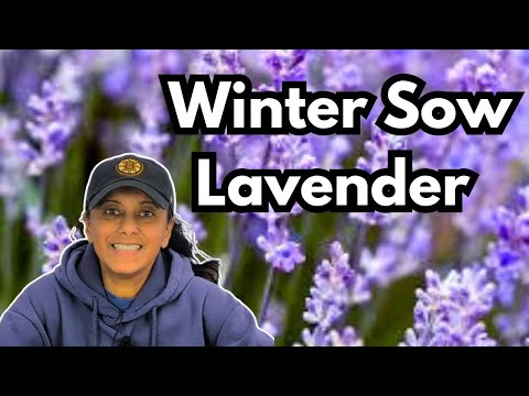 Winter Sowing Lavender Seed || Budget Gardening