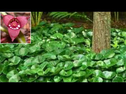 How To Divide Wild Ginger | Groundcover For Woodland Shade Gardens