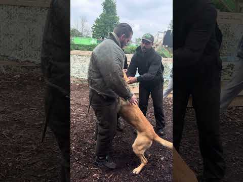 Sending in ROCKY the  protection dog 🐶😱 #k9 #dog #dogs #animal #puppy #k9중고 #barking #viral