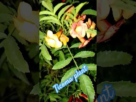 Ticoma plant care#tranding plant #gardening