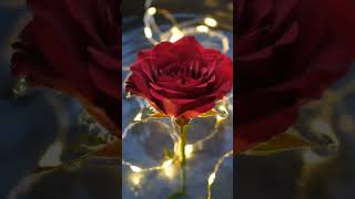 #redrose #rose #beautifulflowers #shorts