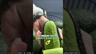 3 Unique Facts About Avocados🥑 #shorts #fruitfacts #avocado #viralfacts