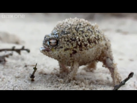 Angry Squeaking Gassy Dezert Rain Frog 🐸