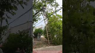 Utility Workers Cutting Tree Near Power Lines - Trunk Snaps Suddenly